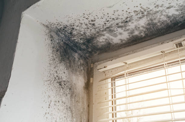Affordable Basement Mold Remediation solutions in Jeffersonton, VA