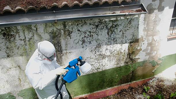 Top rated local Basement Mold Remediation specialists in Jeffersonton, VA